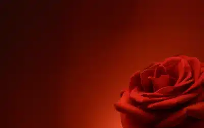 Valentin, Rosen und die Kunst der Liebe 