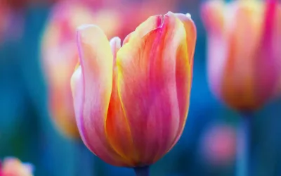 Die Tulpe – Die sanfte Botschafterin des Flower-Power …