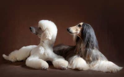 Fellpflege im Frühling