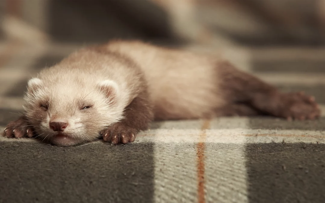 Frettchen lustige Gesellen