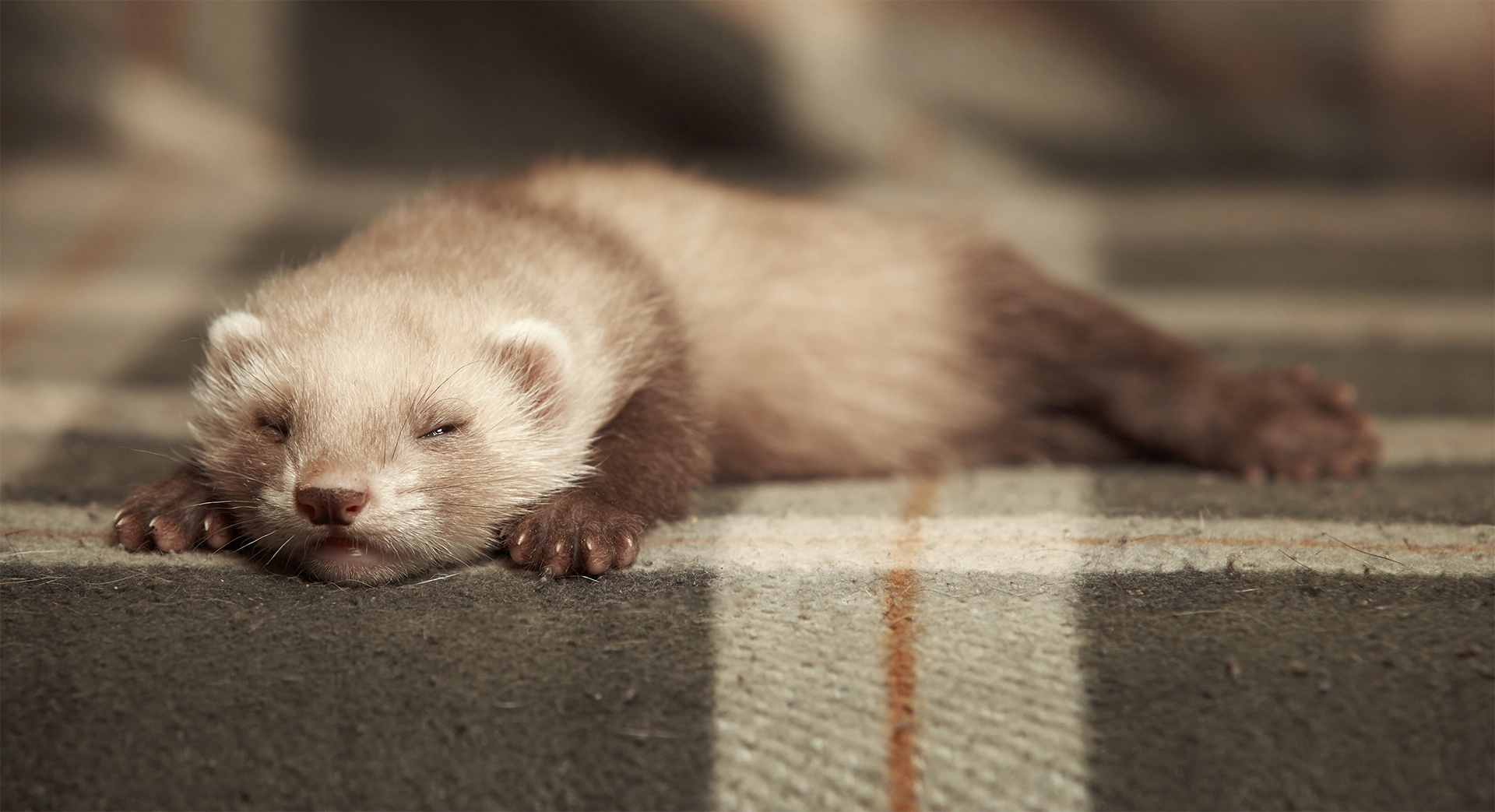 Frettchen lustige Gesellen