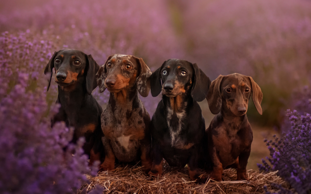 Wenn das Herz nicht mehr will …